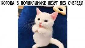 Мемы с животными на 10 апреля 2022