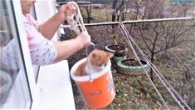 Прикольные котики и собаки