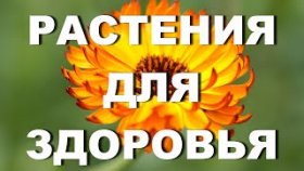Какие растения собирала моя бабушка и теперь собираю я – для здоровья, от сглаза