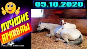 Подборка Приколов 2020 BEST CUBE 2020 Лучшие Видео из Инстаграм BEST COUB 2020 Приколы СЕНТЯБРЬ 2020