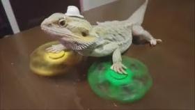 НУ ОЧЕНЬ СМЕШНЫЕ ЖИВОТНЫЕ Угарные приколы с животными Топ 2017 funny animals videos cute pets