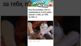 Котики и короткие мемы с ними на 28 октября