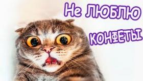Моя кошка не любит конфеты