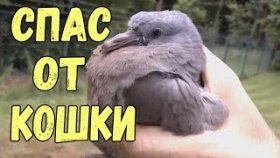Спас голубя от кошки Очень трогательное видео до слез