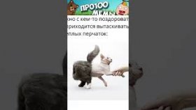 Котики и короткие мемы с ними на 19 января 2022