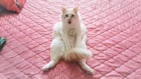 Лучшие приколы с котами за неделю ( О Чём Сидят Коты )