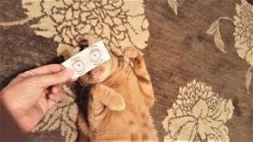 Смешные коты и кошки Приколы с котами и кошками август 2017 Подборка про котов