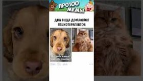 Короткие приколы и мемы с собаками в озвучке на 30 декабря.