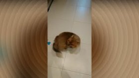 Жизнь как белка в колесе весь в делах, весь в делах