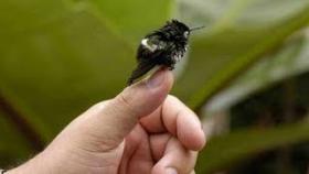 10 самых маленьких животных в мире