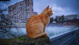 Попробуй себя в мобильной съемке