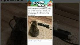 Котики и прикольные моменты их жизни
