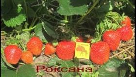 Саженцы клубники в Беларуси -сорт клубники Роксана