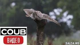 Свежая подборка приколов и милоты с канала COUB ВИДЕО