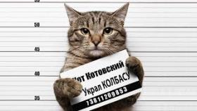 ПРИКОЛЫ С КОТАМИ 2017 РУССКИЕ КОТЫ И КОШКИ ВОРИШКИ