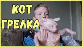 Приколы про животных Самые смешные видео с животными за неделю коты кошки собаки новый выпуск июнь
