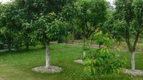 Саженцы плодовых деревьев: как сделать правильный выбор?