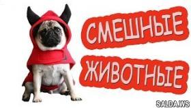 Смешные животные|Самые Смешные Видео приколы про животных|lustige videos|домашние кошки и собаки