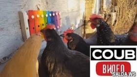 Свежая подборка приколов COUB ВИДЕО