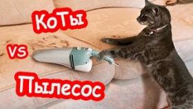 Смешные коты 2017 ТОПовая Подборка страх им не писан Мой пылесос панически боится кота