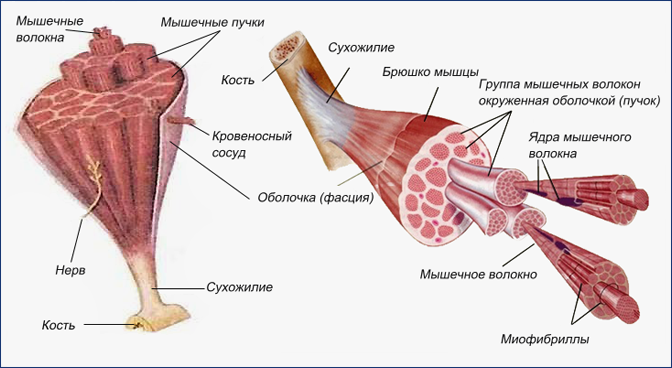 Открыть в полный размер