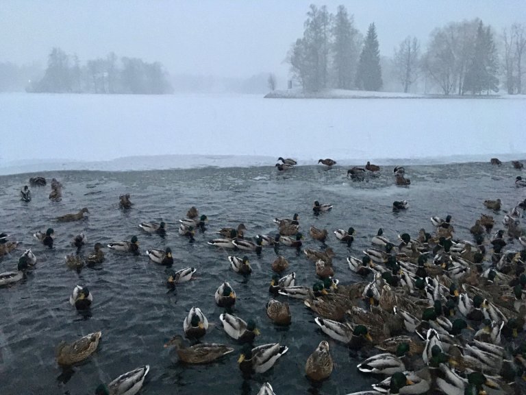 Открыть в полный размер