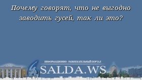 Почему говорят, что не выгодно заводить гусей, так ли это?