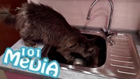 СМЕШНЫЕ КОТЫ И КОШКИ 2017 ПРИКОЛЫ С КОТАМИ И КОШКАМИ 2017 FUNNY CATS Compilation 2017
