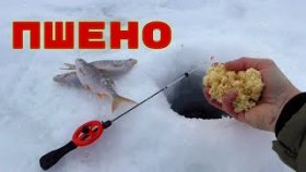 Добавил в пшено сухое молоко, результат удивил...Отличная прикормка