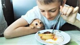 Коты и Кошки Сладкоежки ( Диабетикам не смотреть )