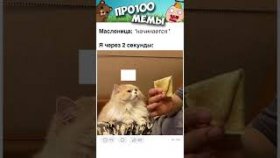 Мемы про котиков и не только на 2 4февраля 2023