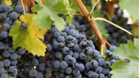 Рекомендации по выращиванию винограда в Подмосковье