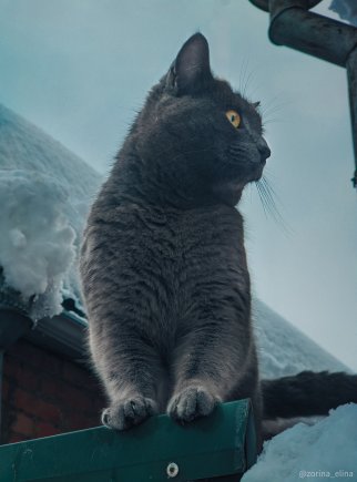 Открыть в полный размер