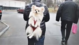 Приколы с собаками и другими животными SKIBIDI CHALLENGE и запасливая белка