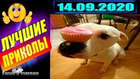 Подборка Приколов 2020 BEST CUBE 2020 Лучшие Видео из Инстаграм BEST COUB 2020 Приколы СЕНТЯБРЬ 2020