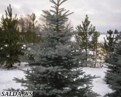 Выписка елей