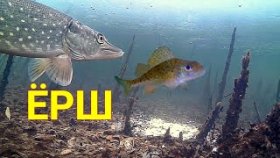 ЁРШ в качестве Живца! Реакция Щуки и Окуня! Подводная съемка