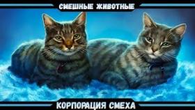 СМЕШНЫЕ ЖИВОТНЫЕ , КОТЫ, СОБАКИ И ДРУГИЕ