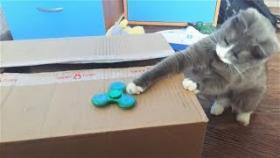 Приколы с котами ( Топовая нудятина )