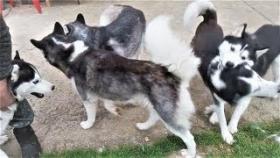 Смешные собаки 2017 Приколы с собаками и котами ТОПовая подборка видео Funny Dogs Compilation