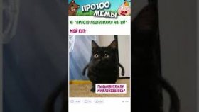 Короткие приколы и мемы с котами в озвучке на 30 декабря