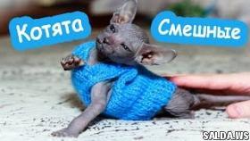 Забавные кошки и котята ЛУЧШИЕ Приколы 2017 АПРЕЛЬ