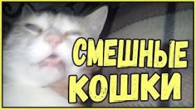 Смешные кошки приколы про кошек и котов 2017 #46 (Лучшее Funny Cats)