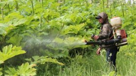 Борщевик на участке: эксперты СЭС ответили на популярные вопросы