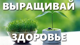 Лекарства на наших грядках
