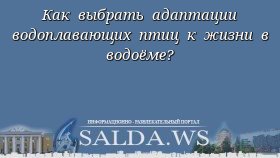 Как выбрать адаптации водоплавающих птиц к жизни в водоёме?