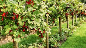 Почему крыжовник на штамбе стоит дороже обычных саженцев?