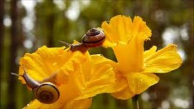 музыка релакс для души (танец цветов)!!!music relax for the soul (dance of flowers)