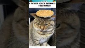 Коты и мемы с ними на 27 октября 2022