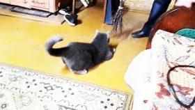 СМЕШНЫЕ КОТЫ И КОШКИ И СОБАКИ ПРИКОЛЫ 2017 ИЮНЬ Подборка Приколов про животных #59 кошка и метла